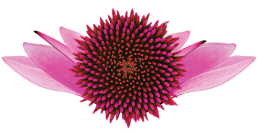 Echinacea