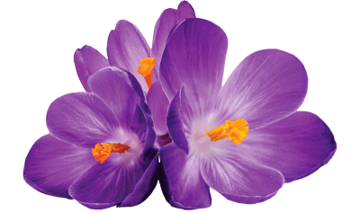 Crocus