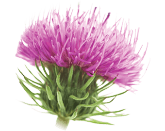 Milk Thistle