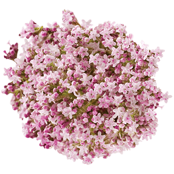 Valeriana