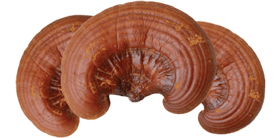 Reishi