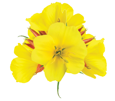 Evening Primrose