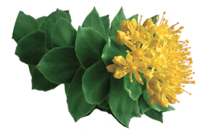 Rhodiola